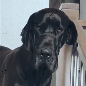 Meet your Posher, Brittney